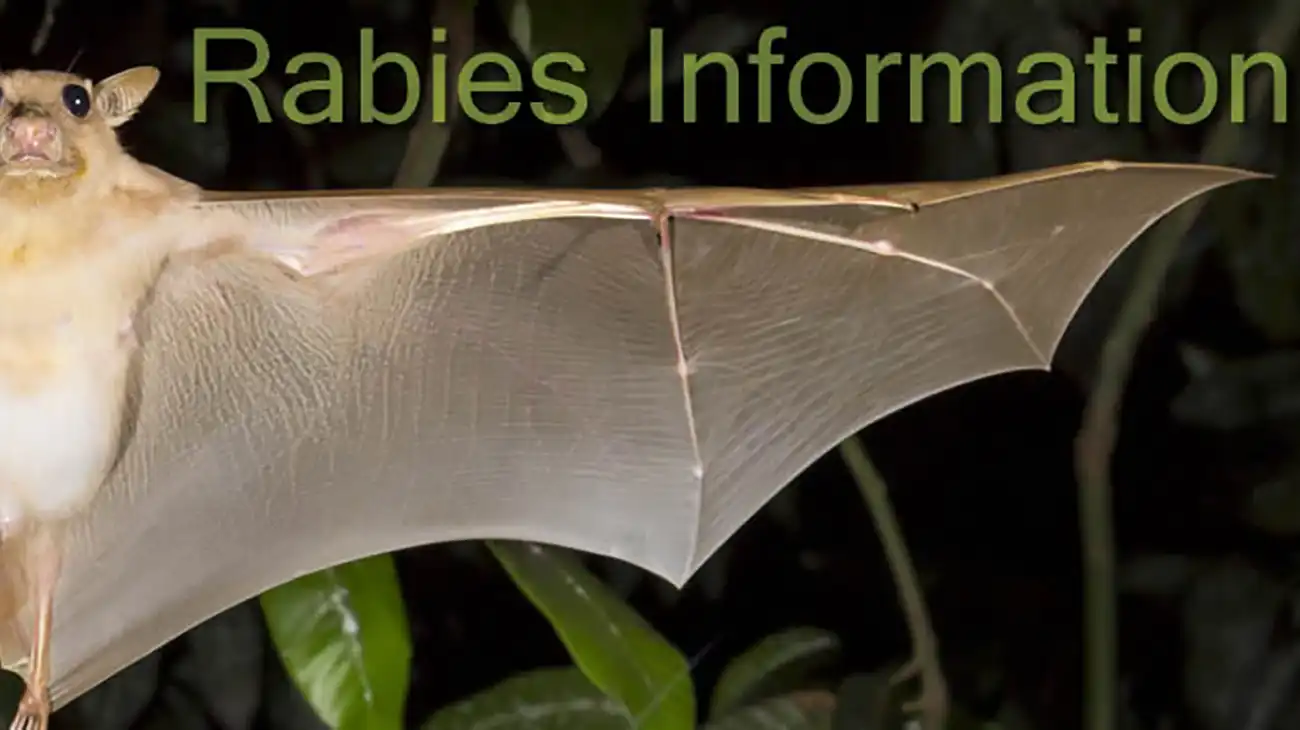 Rabies