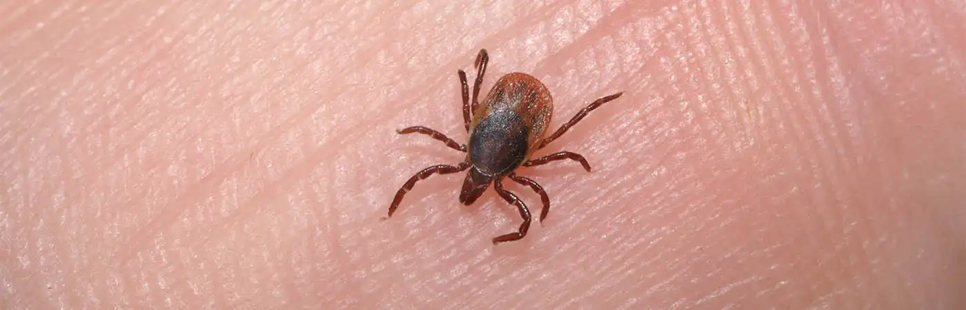 Ticks