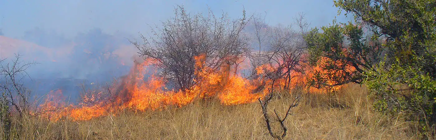 Wildfire Smoke