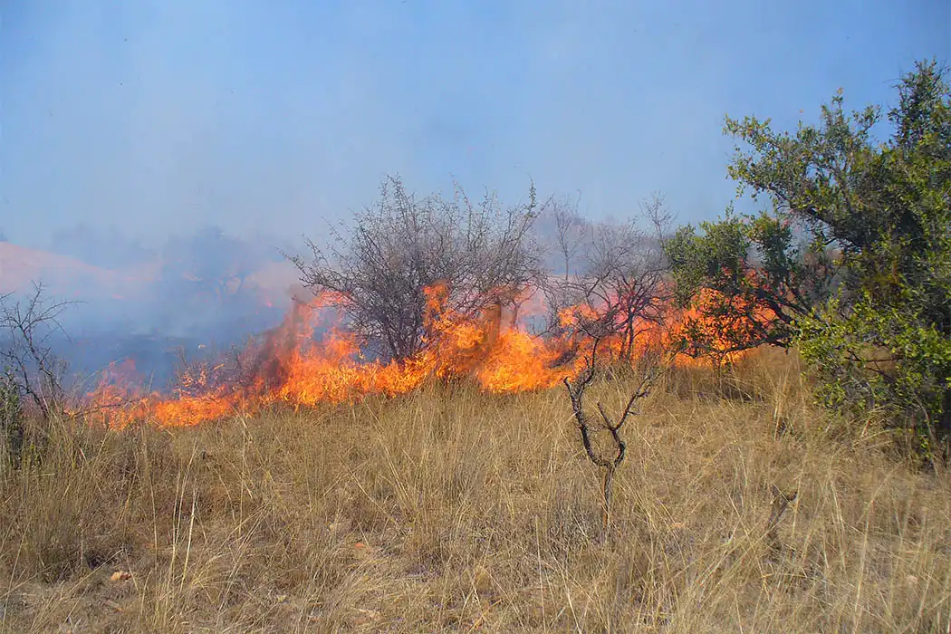 Wildfire Smoke